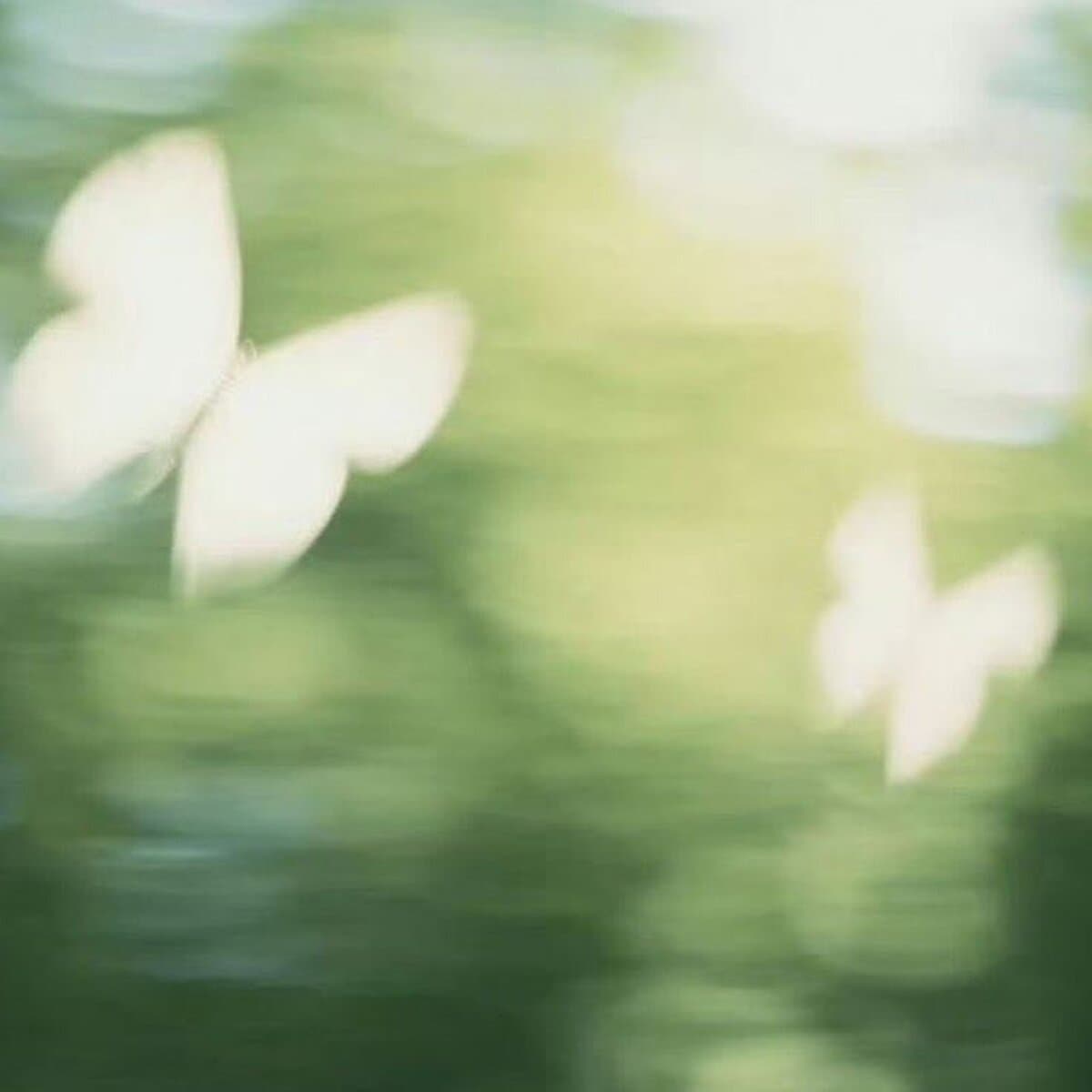 A soft, dreamy blur of two pale white butterflies drifting over green water.
