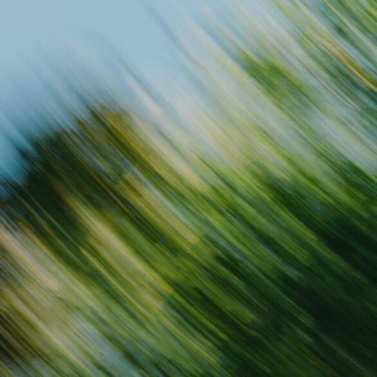 A motion-blurred abstract of green foliage against pale blue sky.