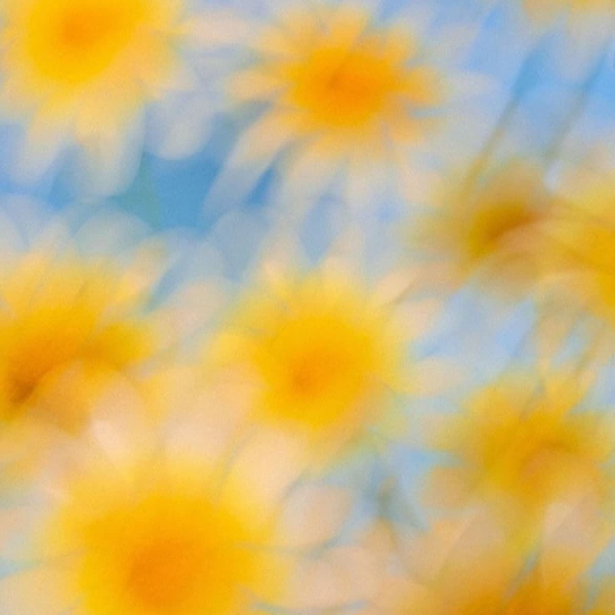 A soft, dreamy blur of yellow daisies against a pale blue sky.